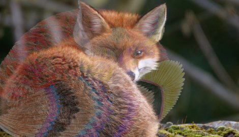 The Arcane Life of a Fox