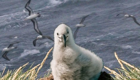 The Baby Albatross